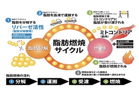 痩身プログラム